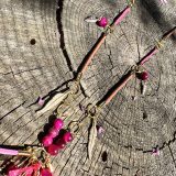 Collier, bijou, accessoire de mode, accessoire vestimentaire, rose, or, fuchsia, modulable, bijou de cou repositionnable